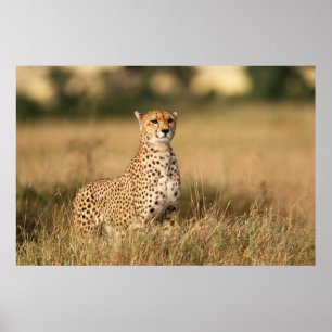 Poster Guépard sur un petit monticule pour une meilleure