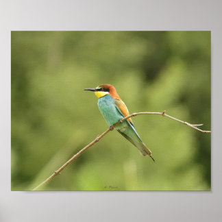 Poster guêpier d'europe