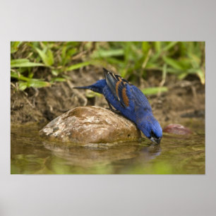Poster Guiraca bleu buvant dans un étang de jardin,