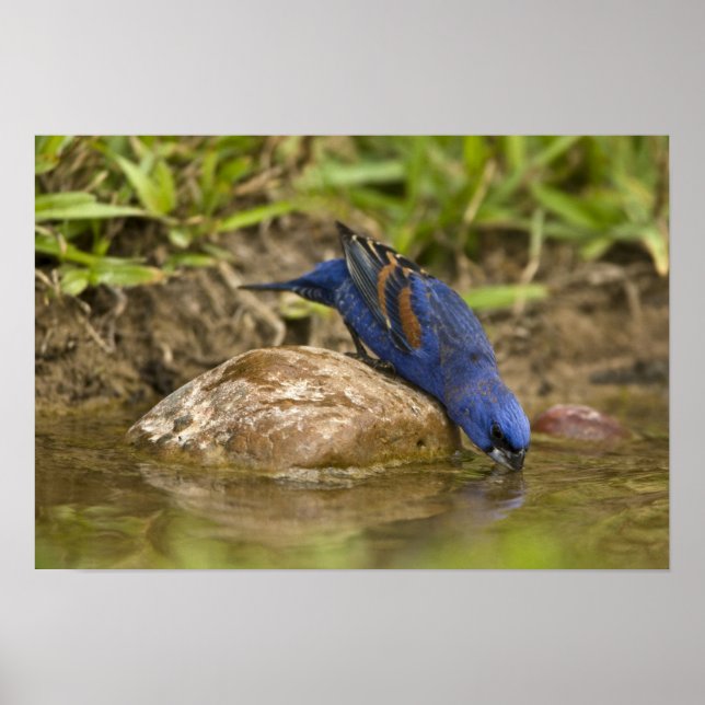 Poster Guiraca bleu buvant dans un étang de jardin, (Devant)