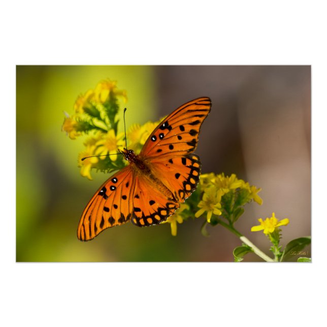 Poster Gulf Fritillary aka Passion Butterfly on Goldenrod (Devant)