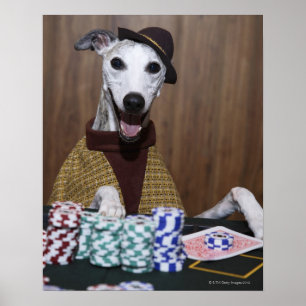 Poster Habillé chien de whippet à la table de jeu