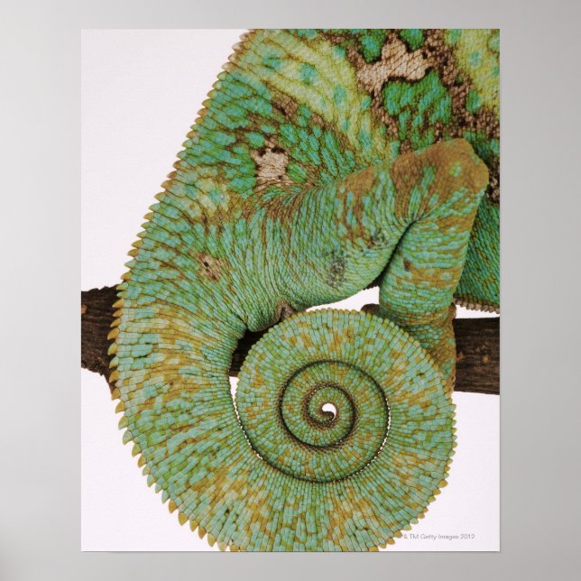 Poster Habite des zones montagneuses sèches. autochtone (Devant)