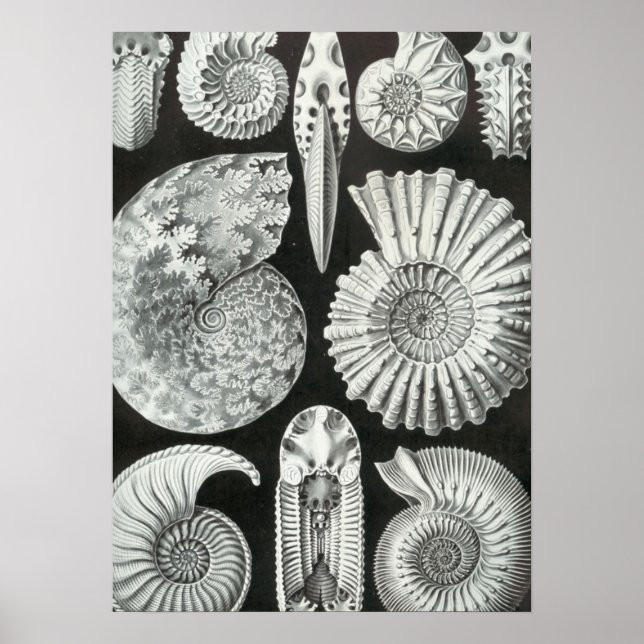 Poster Haeckel Ammonitida (Devant)