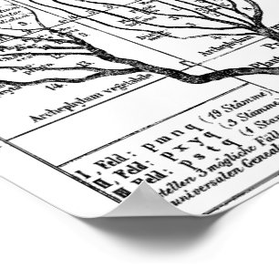 Poster Haeckel Tree of Life