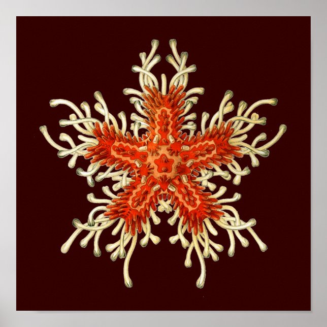 Poster Haeckel Vintage personnalisable (Devant)