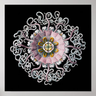 Poster Haeckel Vintage personnalisable