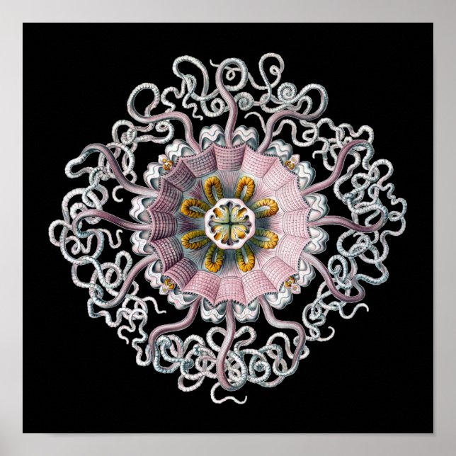 Poster Haeckel Vintage personnalisable (Devant)