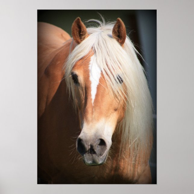 Poster Haflinger (Devant)