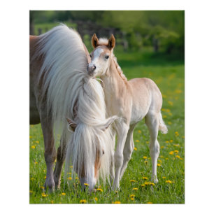 Poster Haflinger Horses Joli Foin Bébé Avec Maman Photo *