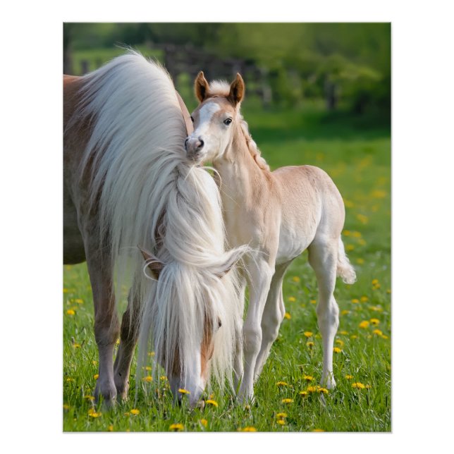 Poster Haflinger Horses Joli Foin Bébé Avec Maman Photo * (Devant)