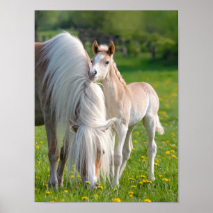 Poster Haflinger Horses mignon Foin de bébé avec maman Ph