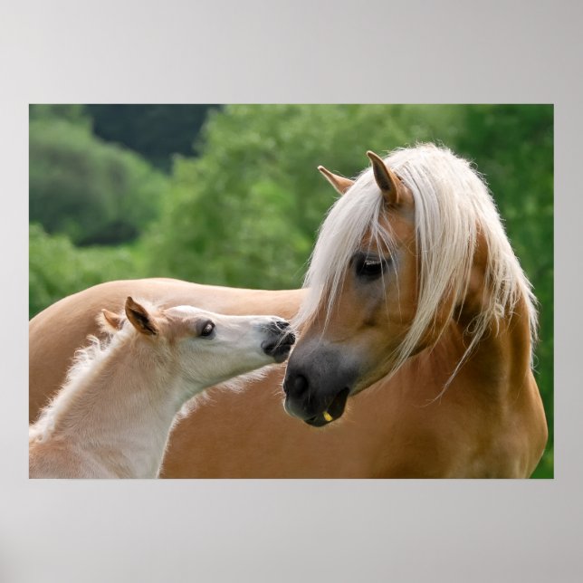 Poster Haflinger mare and foal cuddling (Devant)