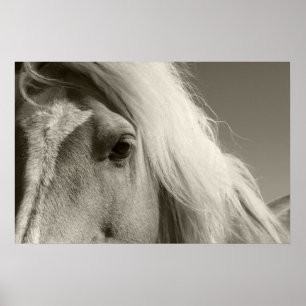Poster Haflinger Porträt - Horse - cheval