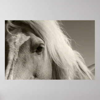 Poster Haflinger Porträt - Horse - cheval