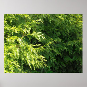 Poster Haie de cèdre