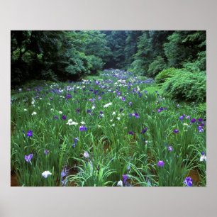 Poster Hana Shobu (Iris d'eau japonais), Meiji-jingu,