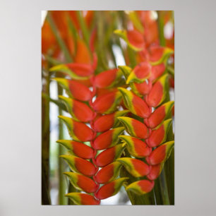 Poster Hanging Heliconia, Hebdomadaire Mardi &