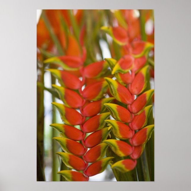 Poster Hanging Heliconia, Hebdomadaire Mardi fruits & (Devant)