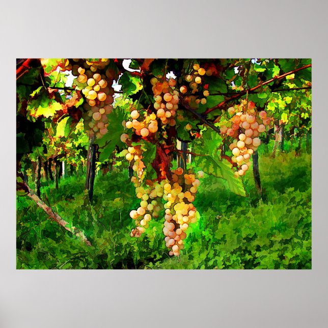 Poster Hanging raisins sur les vignes (Devant)