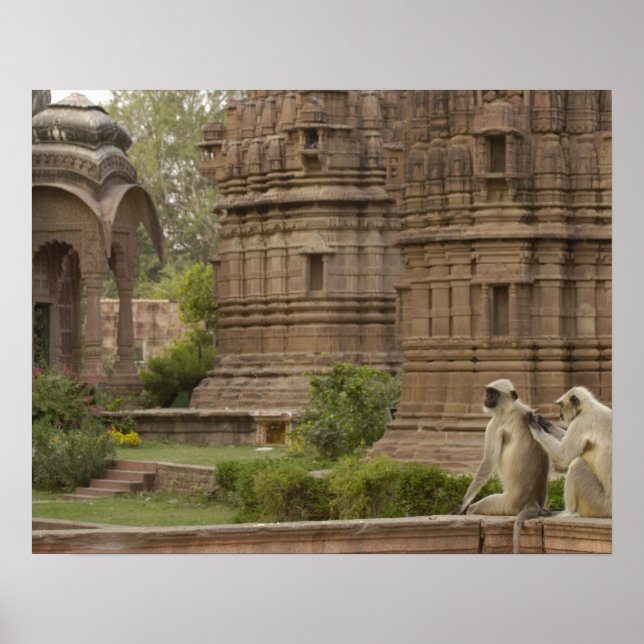 Poster Hanuman Langurs ou noir, commun ou gris (Devant)