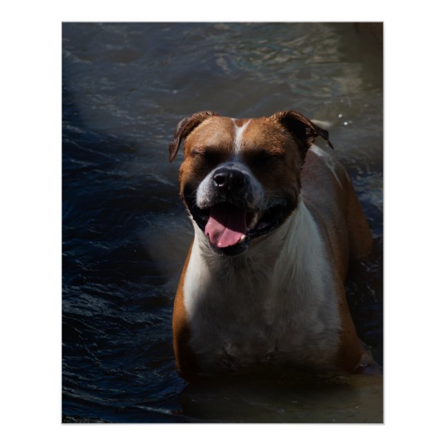 Poster Happy Dog Swimming (Devant)
