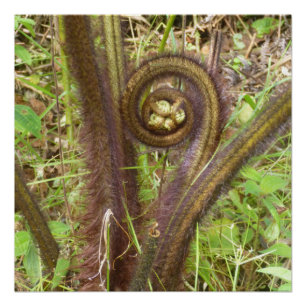 POSTER HAPUU FERN PULU