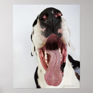 Poster Harlequin great dane avec la bouche ouverte, plan