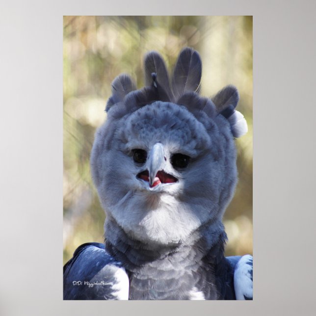 Poster Harpy Eagle (Devant)