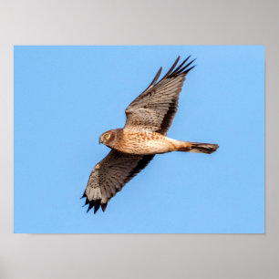 Poster Harrier du Nord en vol