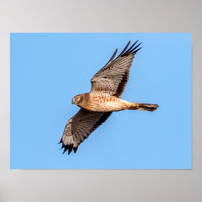 Poster Harrier du Nord en vol (Devant)