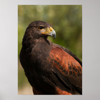 Poster Harris Hawk