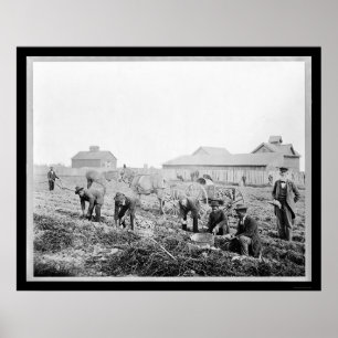 Poster Harvesting Potatoes at Claflin University 1900