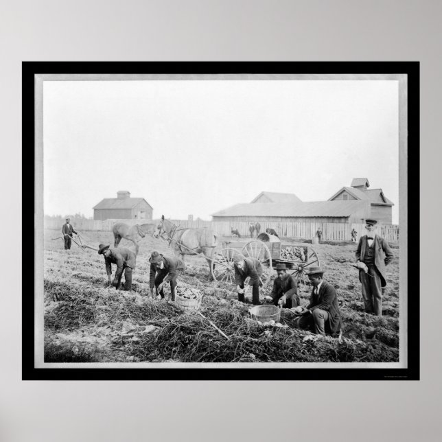 Poster Harvesting Potatoes at Claflin University 1900 (Devant)