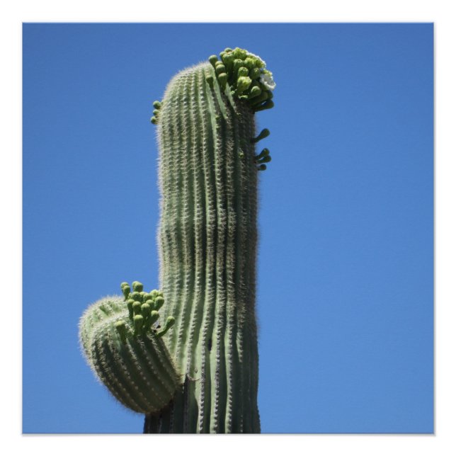 Poster Haut Saguaro (Devant)