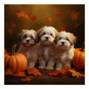 Poster Havanais chiot automne ravi Citrouille