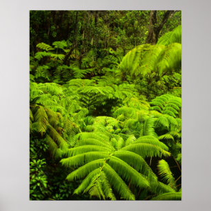 Poster Hawaii, Grande Île, Verdure tropicale luxuriante d