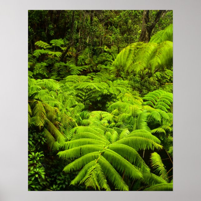 Poster Hawaii, Grande Île, Verdure tropicale luxuriante d (Devant)