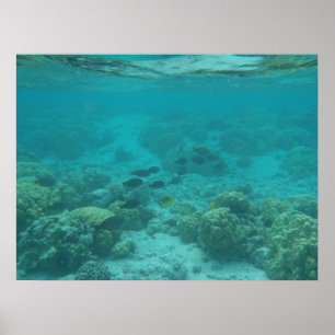 Poster Hawaii poisson tropical sous l'eau toile pittoresq