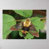 Poster Hawk Moth