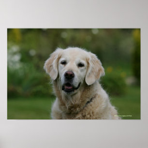 Poster Headshot 2 de golden retriever