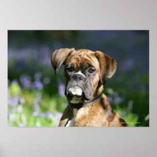Poster Headshot de chien de boxeur