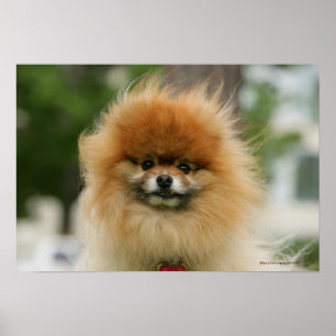 Poster Headshot de Pomeranian regardant l'appareil-photo