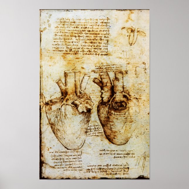 Poster Heart And Its Blood Vessels (Devant)