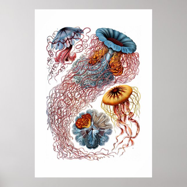 Poster Heckel Jellyfish Imprimer (Devant)