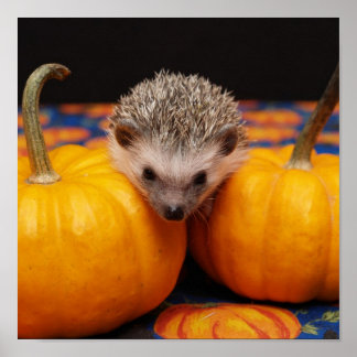 Poster Hedgehog Halloween Salutations