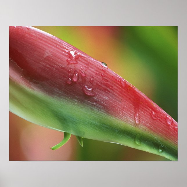 Poster Heliconia Flamant Rose (Heliconia chartacea), Hil (Devant)