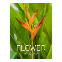 Heliconia Fleurs Plante Botanique Jardin Design