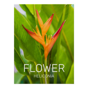 Poster Heliconia Fleurs Plante Botanique Jardin Design