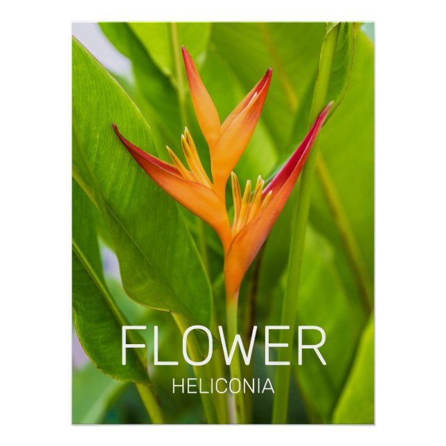 Poster Heliconia Fleurs Plante Botanique Jardin Design (Devant)